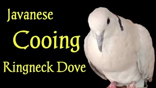 Ringneck dove cooing sounds of male and female [upl. by Femmine]