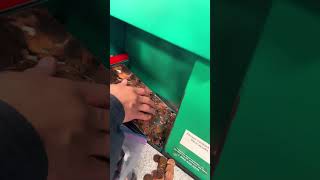 Coinstar machine counting coins [upl. by Aicenad]