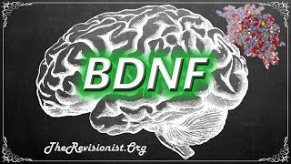 Understanding BDNF and Its Importance to Brain Health [upl. by Elish98]