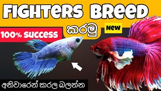 බෙටා මාළු අභිජනනය කරන්න නියම ක්‍රමය how to breed fighter fish [upl. by Avilys]