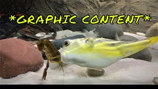 Brutal Fahaka Puffer Fish Feeding Competition  GRAPHIC CONTENT [upl. by Magdala]