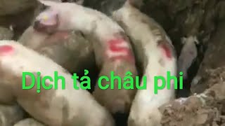 Tiêu hủy lợn dịch tả châu phi nỗi đau của người chăn nuôi [upl. by Aderb]