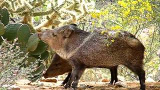 Two Javelina munching cactus [upl. by Corny]