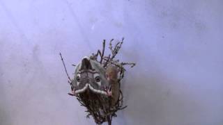 Female Emperor moth emerging from a cocoon in time lapse [upl. by Iuqcaj]