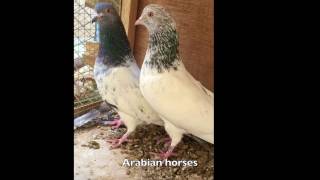 tippler pigeons golden حمام باكستاني قولدن بيور مطيار صعب [upl. by Shatzer]