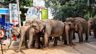 Pinnawala Elephant Orphanage  Sri Lanka 4K [upl. by Notelrac]