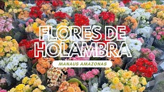 FLORES DE HOLAMBRA EM MANAUS AMAZONAS [upl. by Trakas]