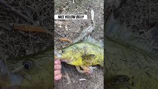 Good yellow belly on a 25’ bait junkies paddle tail addictedfishing fishhard fishing viralvideo [upl. by Aitekram]