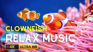 🟣4k Aquarium • Beautiful TROPICAL CLOWNFISH amp SEA ANEMONE • Relaxing Music [upl. by Carmina]