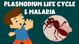 Life Cycle of Plasmodium  Malaria and the Life Cycle of Plasmodium  Video for Kids [upl. by Durno797]