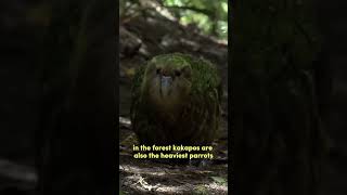 Kakapo  Most Unique Species Of Parrot  shorts [upl. by Thecla]