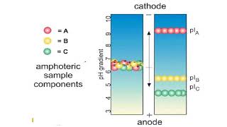 Isoelectric focusing gels II Protein Electrophoresis [upl. by Sollie]