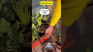 9 Vegetables that grow easily in pots Ab Gamle mein kheti karo maze se shorts [upl. by Aura793]