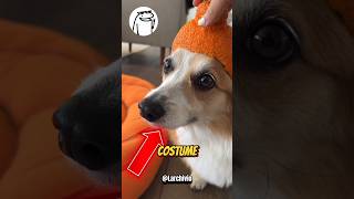 TUTTI GLI ALTRI CANI RIDONO DEL SUO COSTUME DI HALLOWEEN 😭💔 [upl. by Leasia768]