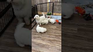 Maltipoo puppies for sale [upl. by Follansbee]