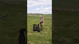 Gundog Training Steadiness and Marking using a remote dummy launcher dogtraining labrador dog [upl. by Feola686]