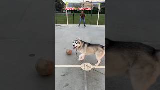 Il mio CANE GIOCA una PARTITA di CALCIO😱⚽️🐶 dog cane calcio football [upl. by Eimerej]