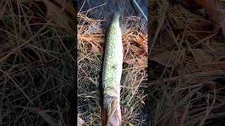 Chain Pickerel Landed [upl. by Akirat]