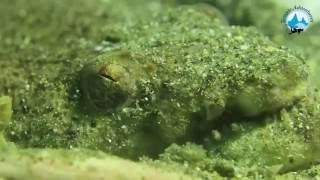 Devils of the Deep  Stargazer Snake Eel [upl. by Leontine]