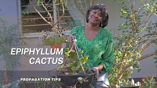 How to Propagate And Repot The Epiphyllum Plant  The Orchid Cactus [upl. by Middendorf778]