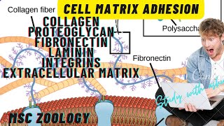 cell matrix adhesion collagen  proteoglycans  fibronectin  laminin  integrins  ecm notes [upl. by Erhard]