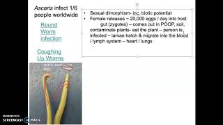 Bio 112 Phylum Nemertea Part 2 [upl. by Sevik]