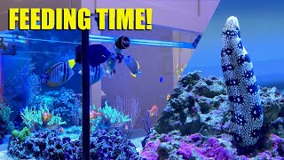 Feeding My Fish and Snowflake Eel [upl. by Tonye]