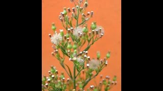 ERIGERO DEL CANADA Conyza canadensis PLANTAS MEDICINALES [upl. by Munsey]