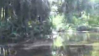 EatTheWeeds Episode 24 Wekiva River [upl. by Kelby]