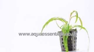 Aquarium plant Cryptocoryne balansae  grows up to 60cm high [upl. by Gan]