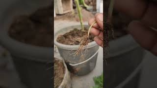 Removing phyllanthas niruri from My GardenA StepbyStep Guide short ytshorts viral shorts [upl. by Areik]