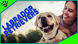 Labrador Retriever Dogs 101 The Popular and Versatile Dog Breed [upl. by Krissie]