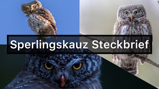 Sperlingskauz Steckbrief Pygmy Owl  Aussehen Merkmale Gesang Informationen… vogel [upl. by Tomasz]