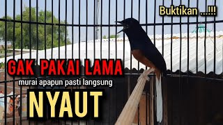 murai batu gacor AMPUH buat PANCINGAN murai batu agar bunyi ikut NYAUT EMOSI NYAUT [upl. by Jeana760]