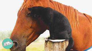 Cat Jumps On Horses Back And Rides Him Like A Taxi  Cuddle Buddies [upl. by Eednak]