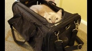 Ragdoll Cats Review Sherpa Airline Pet Carrier Ultimate Bag on Wheels  ねこ  ラグドール  Floppycats [upl. by Cowden]