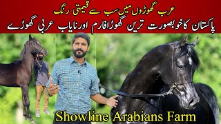 The Most Rare Arabian Horse Color  Horse Farm in Pakistan  Black Arab Stallion  Showline Arabian [upl. by Aneerahs446]