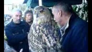 Giant Eagle owl in Barnoldswick 2 [upl. by Enitsugua3]