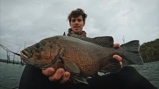 BIG SOOTY GRUNTER FISHING IN DAMS  MACKAY FISHING [upl. by Connie]