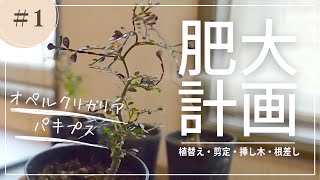 パキプス実生株を太らせたい！植替え・剪定・挿し木・根差しに挑戦！オペルクリカリアパキプス成長記録① [upl. by Oremoh]