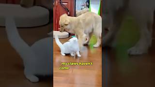 Kucing bikin phobia takutphobia dog cat pets funny shorts funnycats short cute dog kitten [upl. by Leumek]