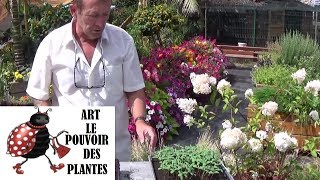 chaine tv de Jardinage euphorbe characias Comment faire un Semis Plante vivace [upl. by Nivre]