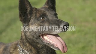 THE MOST AMAZING DUTCH SHEPHERD YOULL EVER SEE [upl. by Durman]