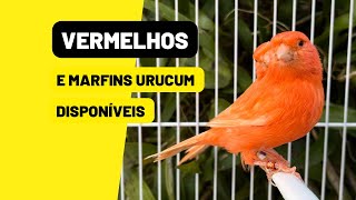 80 canários VERMELHOS e MARFINS URUCUM disponíveis de QUALIDADE [upl. by Con882]