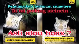 hebohpenampakan harimau sumatera ditol padang sicincin STA 26 membuat resah warga dan pekerja tol [upl. by Aiclef442]