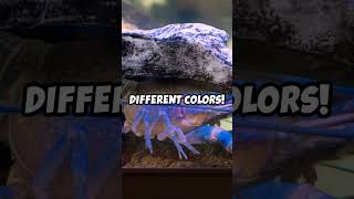 Crayfish Tank Lighting Tips crayfish shorts crawfish lobster [upl. by Tekla]