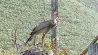 Redlegged Seriema Cariama cristata [upl. by Tyree]