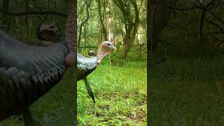 Gobblers are eating again We havent seen any males feeding since March [upl. by Annaej]