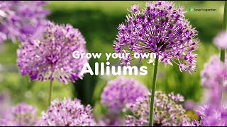 How to grow and care for alliums  Love The Garden [upl. by Uhayile]