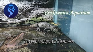 Cuvier törpekajmán  Cuviers Dwarf Caiman  Crickvenica Aquarium [upl. by Tai648]